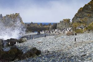 Cooper Bay, South Georgia Island 478.jpg